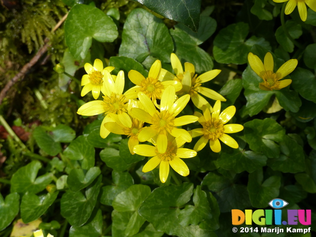 FZ004257 Lesser celandine on bank